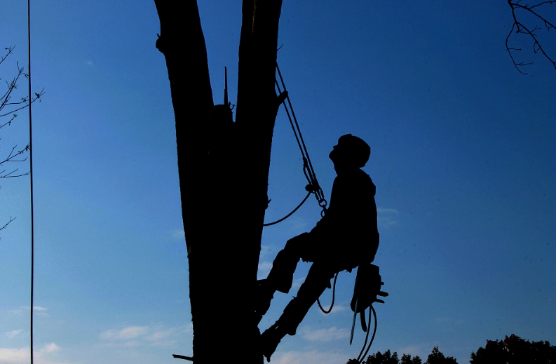 Caboolture Tree Removal